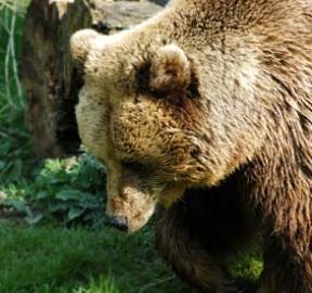 Christopher Phillips