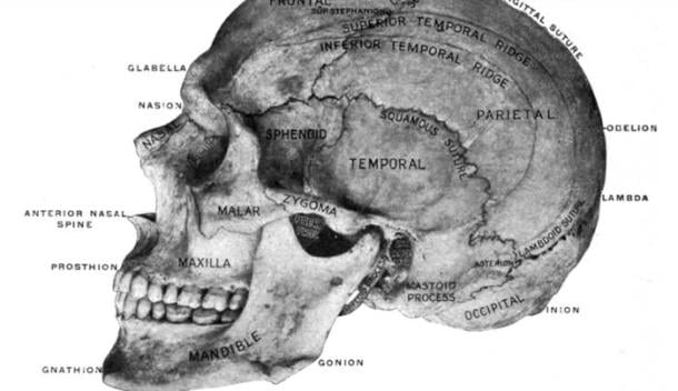 How the Racist Study of Skulls Gripped Victorian Britain’s Scientists