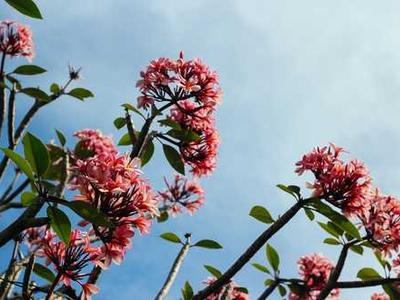 
        Israel and Lebanon both want to dislodge Hizbullah
      