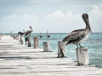 When Two Filmmakers Make the Same Movie — and One of Them Is Werner Herzog