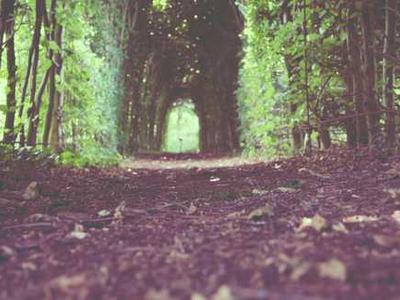 Despite Trump-era reversals, 2025 still saw environmental wins. Here are 7 worth noting.