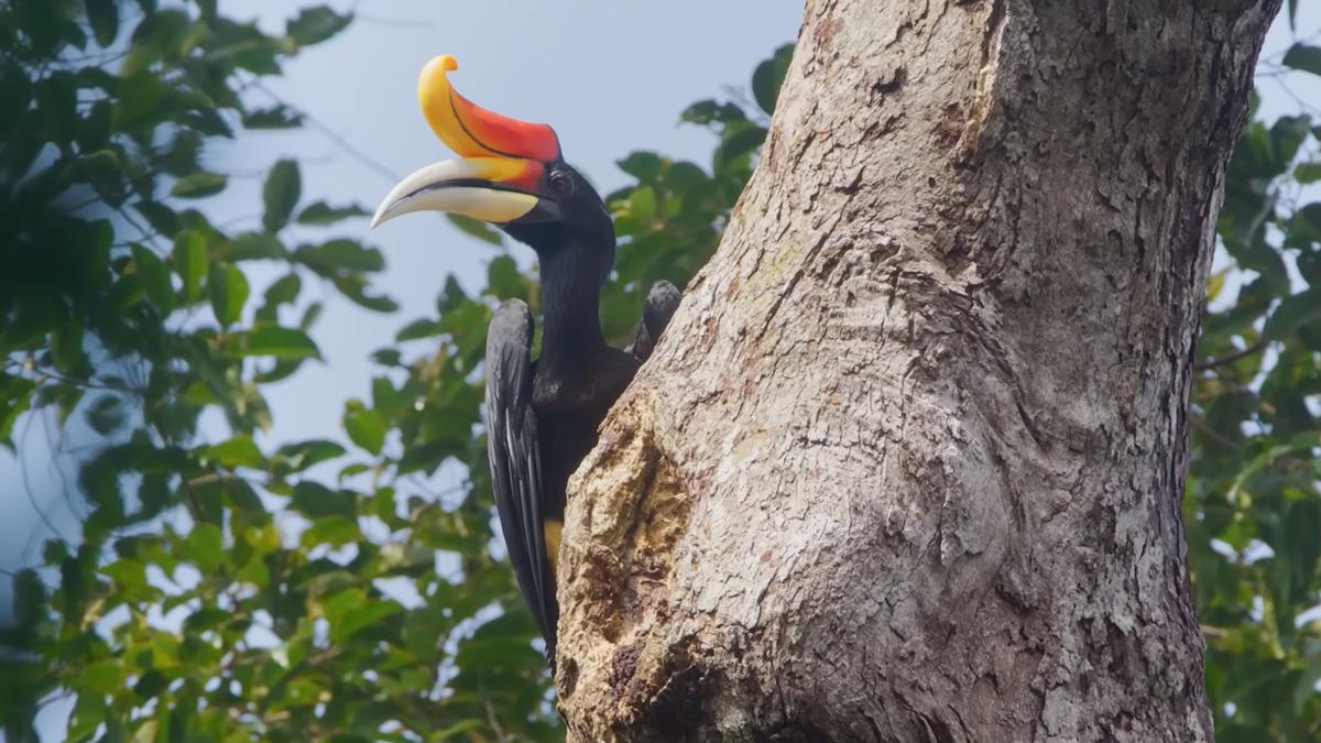 Island of the hornbills