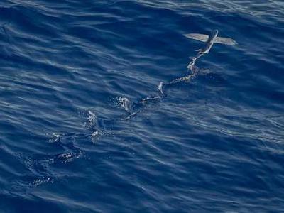 The beautiful Venetian plant with a secret climate superpower